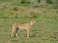 DSC 6207 : africa, animali, ghepardi, tanzania