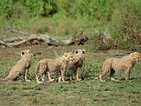 DSC 6217 : africa, animali, ghepardi, tanzania