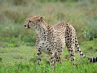 DSC 6221 : africa, animali, ghepardi, tanzania