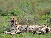 DSC 6230 : africa, animali, ghepardi, tanzania