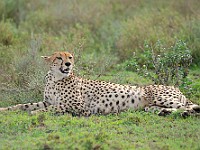 DSC 6237 : africa, animali, ghepardi, tanzania