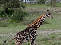 DSC 6246 : africa, animali, giraffe, tanzania