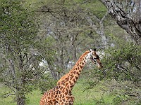 DSC 6249 : africa, animali, giraffe, tanzania
