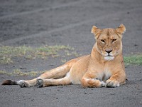 DSC 6276 : africa, animali, leone, tanzania