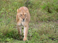 DSC 6298 : africa, animali, leone, tanzania