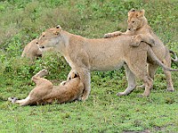 DSC 6306 : africa, animali, leone, tanzania