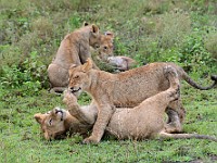 DSC 6316 : africa, animali, leone, tanzania