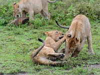 DSC 6325 : africa, animali, leone, tanzania