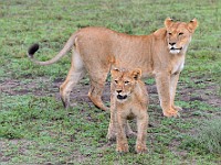 DSC 6368 : africa, animali, leone, tanzania