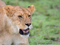 DSC 6378 : africa, animali, leone, tanzania