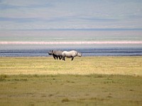 DSC 6390 : africa, animali, rinoceronte, tanzania