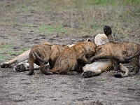 DSC 6395 : africa, animali, leone, tanzania