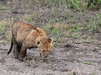 DSC 6408 : africa, animali, leone, tanzania