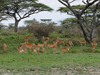 DSC 6431 : africa, animali, gazzelle, tanzania