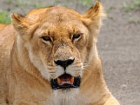 DSC 6459 : africa, animali, leone, tanzania