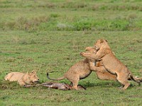 DSC 6515 : africa, animali, leone, tanzania