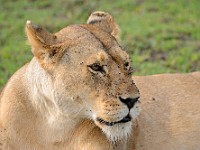 DSC 6572 : africa, animali, leone, tanzania