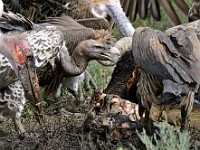 DSC 6586 : africa, animali, avvoltoi, tanzania, uccelli