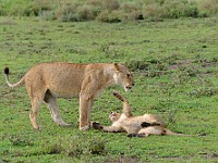 DSC 6587 : africa, animali, leone, tanzania
