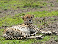 DSC 6609 (2) : africa, animali, ghepardi, tanzania