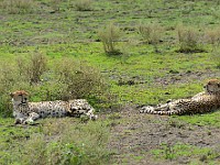 DSC 6611 : africa, animali, ghepardi, tanzania