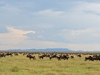 DSC 6627 : africa, animali, gnu, tanzania