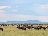 DSC 6631 : africa, animali, gnu, tanzania