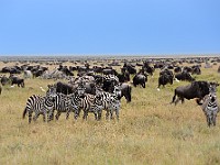DSC 6654 : africa, animali, gnu, tanzania, zebre