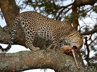 DSC 6690 : africa, animali, leopardi, tanzania