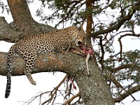 DSC 6697 : africa, animali, leopardi, tanzania