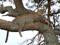 DSC 6710 : africa, animali, leopardi, tanzania