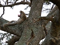 DSC 6720 : africa, animali, leopardi, tanzania