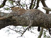 DSC 6726 : africa, animali, leopardi, tanzania