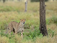 DSC 6753 : africa, animali, ghepardi, tanzania