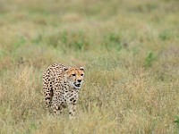 DSC 6760 : africa, animali, ghepardi, tanzania