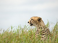 DSC 6765 (2) : africa, animali, ghepardi, tanzania