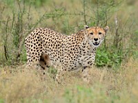 DSC 6771 : africa, animali, ghepardi, tanzania