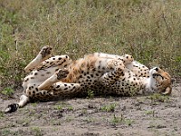 DSC 6779 : africa, animali, ghepardi, tanzania