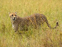 DSC 6780 : africa, animali, ghepardi, tanzania