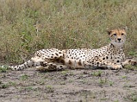 DSC 6781 : africa, animali, ghepardi, tanzania