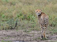 DSC 6801 : africa, animali, ghepardi, tanzania