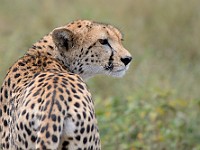 DSC 6802 : africa, animali, ghepardi, tanzania