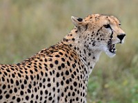 DSC 6807 : africa, animali, ghepardi, tanzania