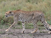DSC 6810 : africa, animali, ghepardi, tanzania