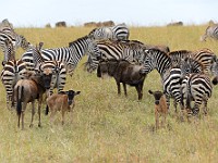 DSC 6817 : africa, animali, gnu, tanzania, zebre