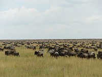 DSC 6870 : africa, animali, gnu, tanzania, zebre
