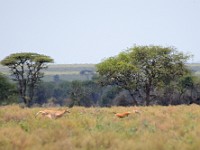 DSC 6871 : africa, animali, caccia, ghepardi, tanzania