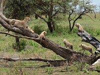 DSC 6892 : africa, animali, ghepardi, tanzania