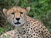 DSC 6907 : africa, animali, ghepardi, tanzania