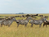 DSC 6909 : africa, animali, tanzania, zebre